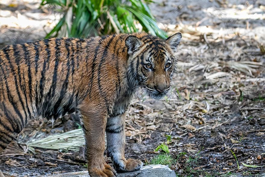 tygr, Kočkovitý, mládě, mladý, dítě, hravý, Malajské tygří mládě, savec, zvíře, volně žijících živočichů, Příroda