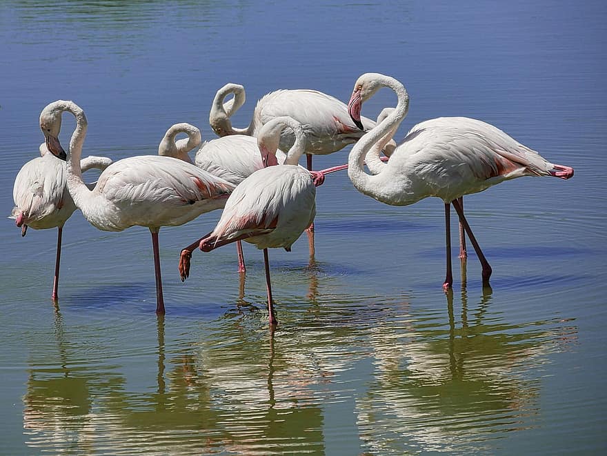 flamingos, passarinhos, animais, plumagem, penas, bicos, contas, pernas compridas, lago, natureza