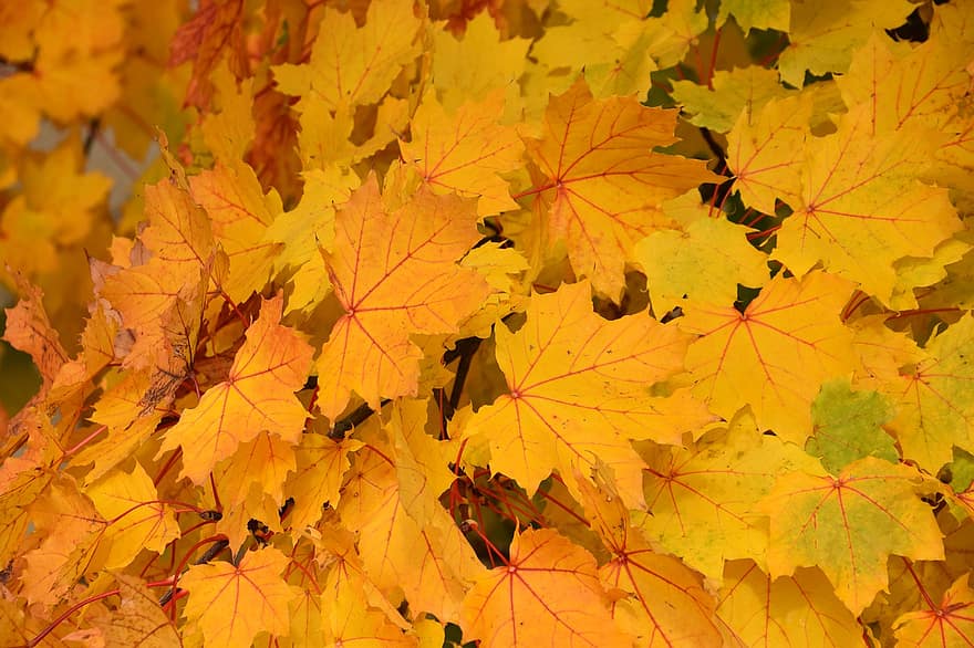 листове, есенни цветове, листо, есен, жълт, сезон, фонове, октомври, дърво, многоцветни, гора