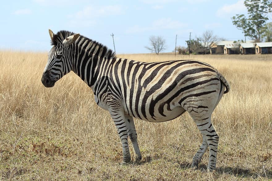 zebra, rumput, padang rumput, bidang, safari, Afrika, sabana, garis-garis, margasatwa, lanskap afrika, bergaris