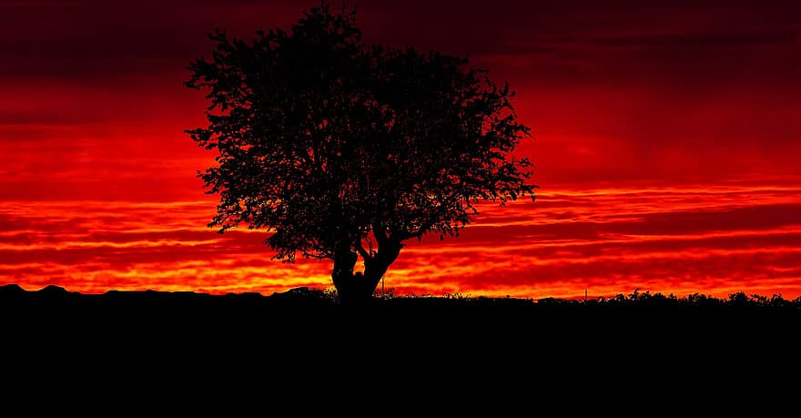 saulrieta, koks, raksturs, ainavu, debesis, vakarā, krēslas, apelsīns, siluets, romantisks, krāsa