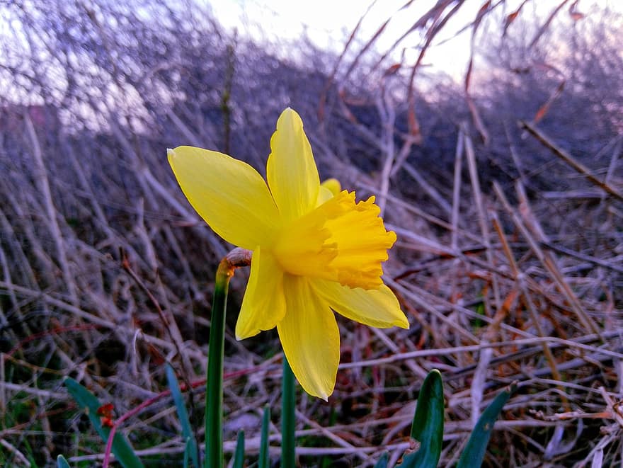 Narcissus, blomst, anlegg, gul blomst, petals, blomstre, vår, natur, gul, sommer, nærbilde