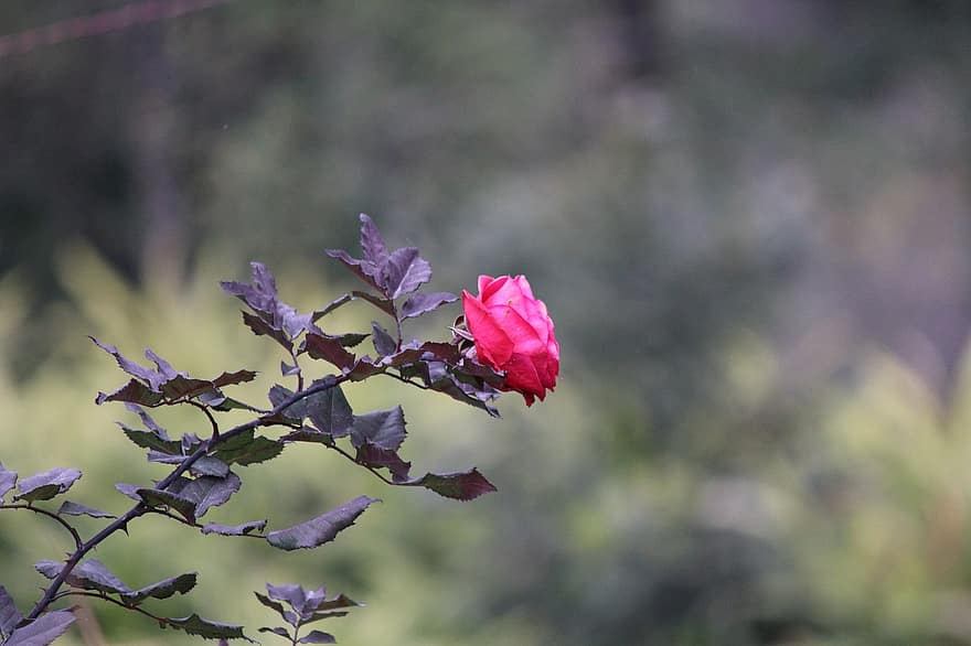 pakilo, rožinė rožė, rožinė gėlė, gėlė, rožių krūmas, pobūdį, kraštovaizdį, flora