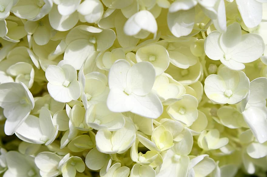 hortensia, las flores, Flores blancas, pétalos blancos, pétalos, jardín, planta, floración, flor, flora, naturaleza