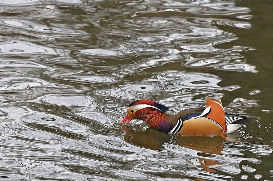 mandarin duck, vand fugl, sø, parkere, næb, vand, fjer, dyr i naturen, Dam, multi farvet, and