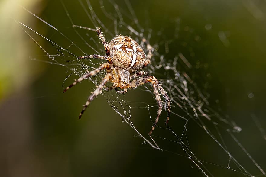 유럽 ​​정원 거미, 거미줄, 거미류, 오렌지, 거미 거미, 크로스 거미, 관을 씌운 오브 위버, araneus diadematus, 거미, 곤충, 곤충학