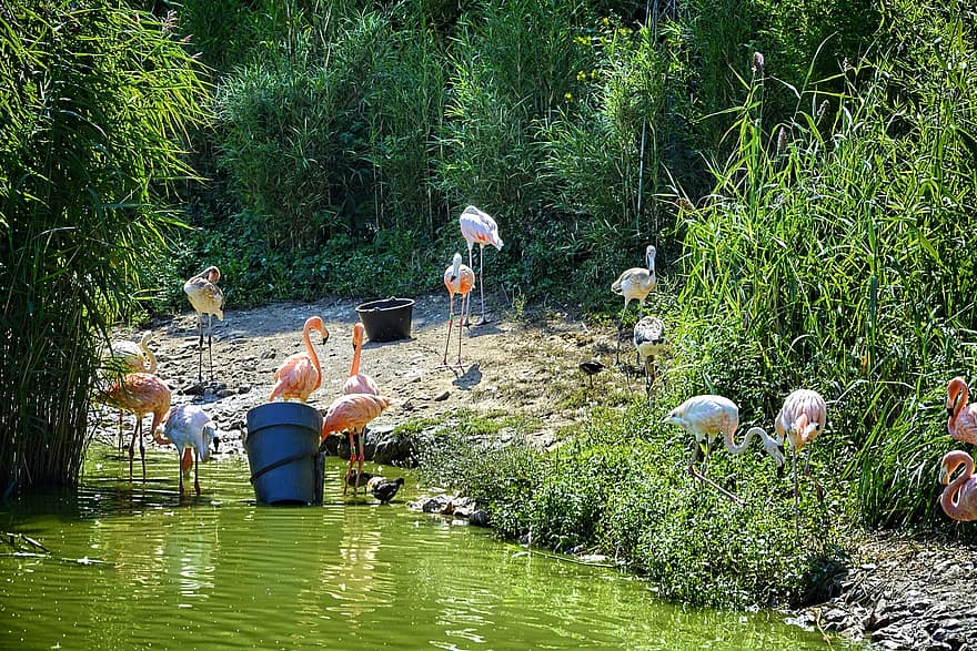 flamingo's, vijver, Frankrijk, park, Villars-les-Dombes