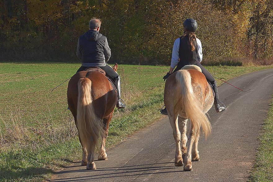 caballo, ecuestre, jinete, equitación, Maneja afuera, naturaleza, otoño, escena rural, granja, deporte, montar a caballo