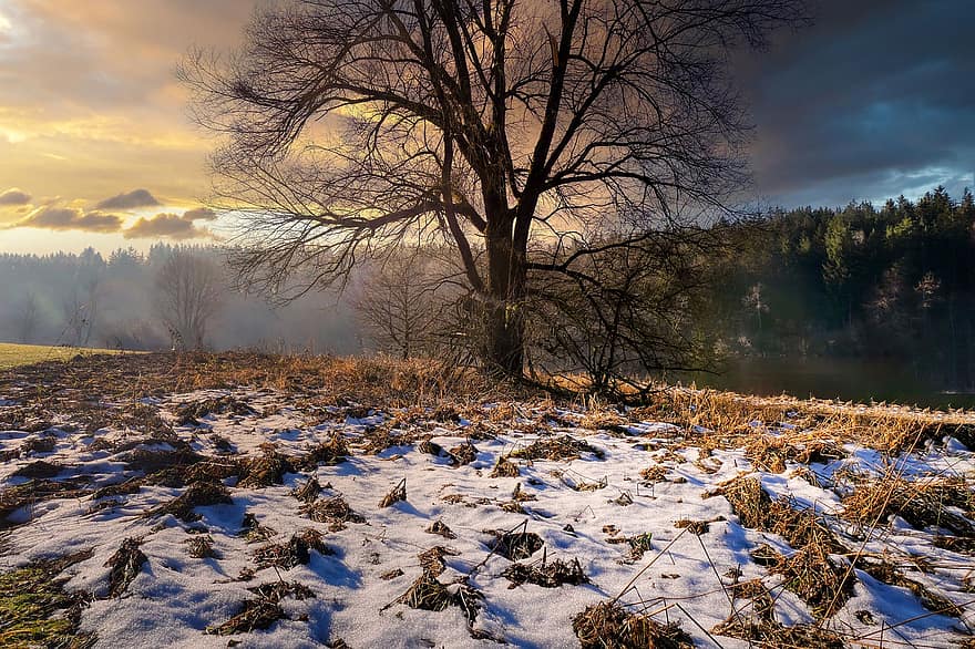 дърво, гора, сняг, залез, здрач, студ, облаци, природа, зима, сезон, селска сцена