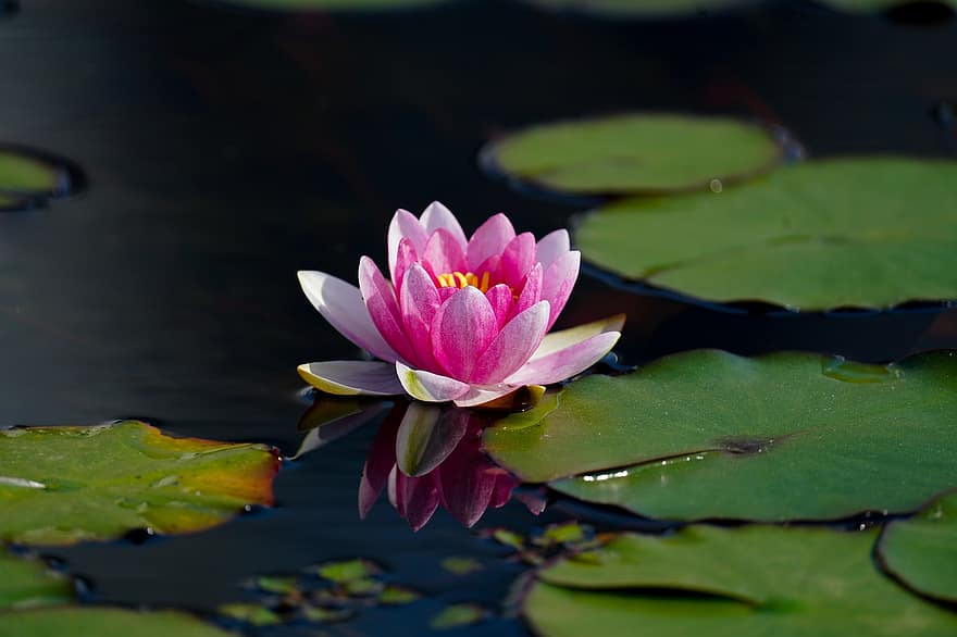 Water Lily, Flower, Plant, Lotus, Pink Flower, Petals, Bloom, Flora, Lotus Leaves, Lily Pads, Aquatic Plant