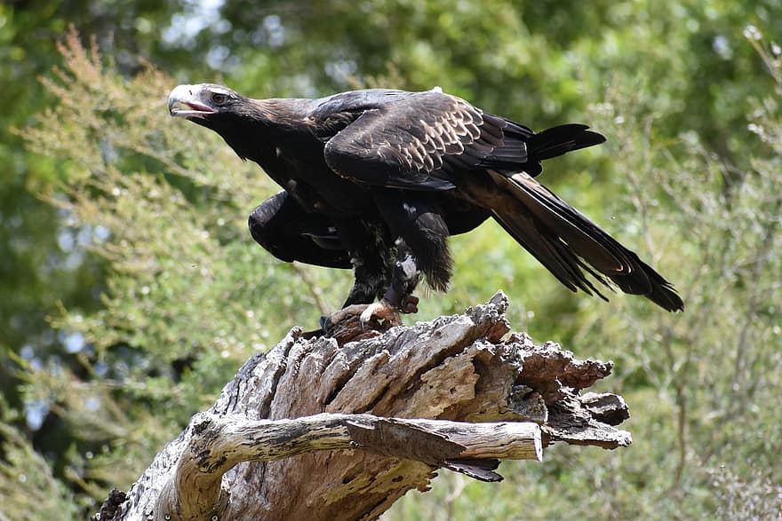 Wedge Tailed Eagle, kotka, lintu, Raptor, Australia, australialainen, saalistaja