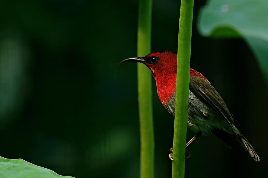Bird, Crimson Sunbird, Ornithology, Species, Fauna, Wildlife, Avian, Animal, close-up, beak, feather