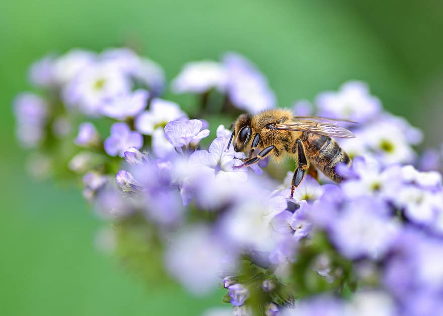 бджола, квітка, пелюстки, крила, помилка, корм, комаха, природи, ентомологія