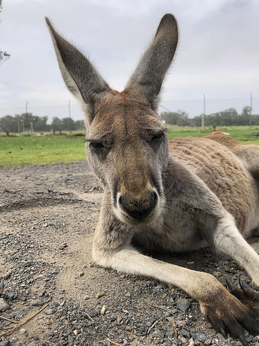 kanguru, lalai, australia, hewan, margasatwa, melompat, imut, bulu, mamalia, telinga, cakar