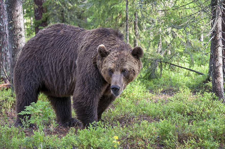 Brun björn, Björn, djur-, rovdjur, farlig, däggdjur, natur, vilda djur och växter, djurfotografi, ursus arctos, skog