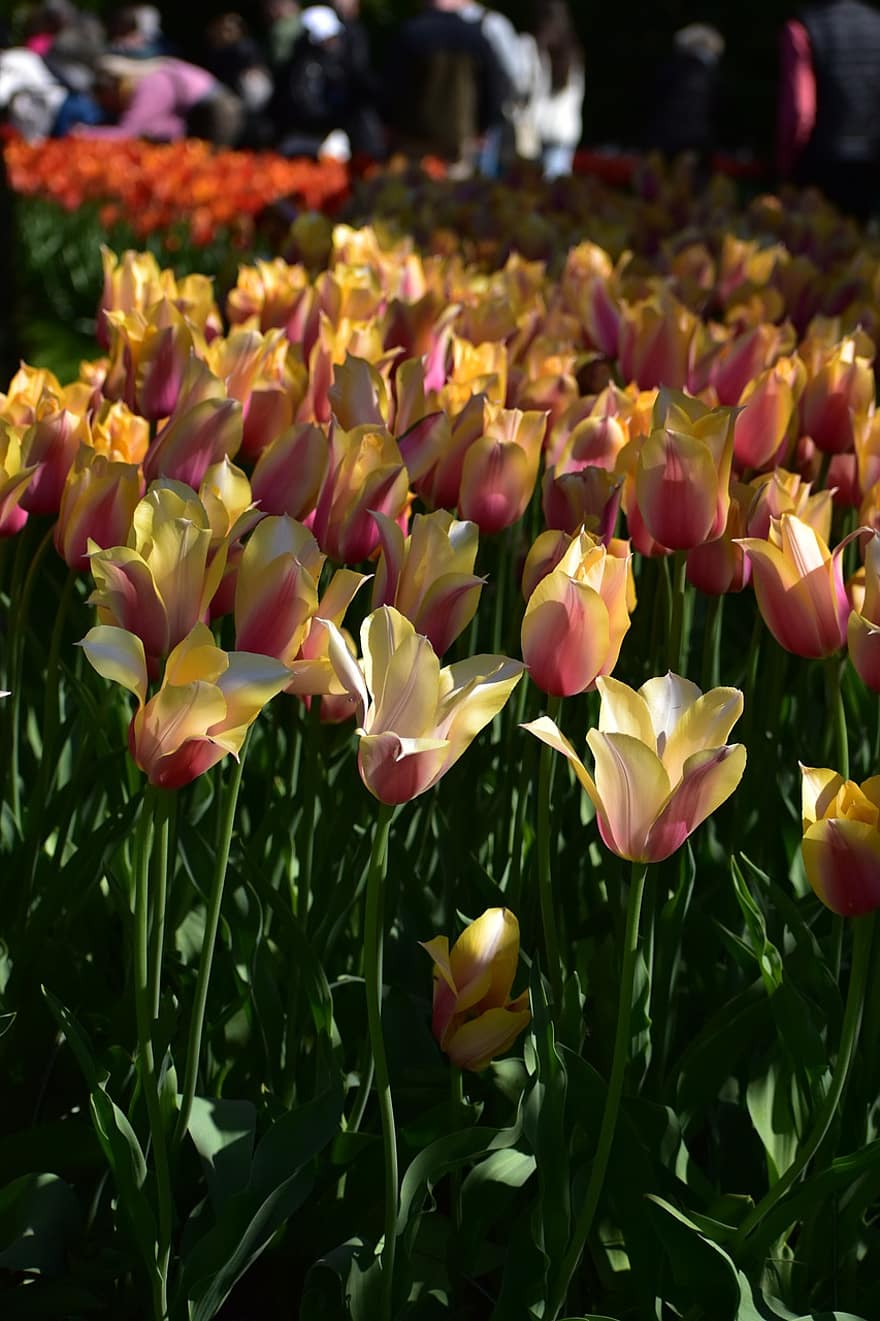 virágok, tulipán, narancssárga tulipán, virágzó virágok, természet, Amszterdam, keukenhof, botanikuskert, Hollandia, tavaszi, virág