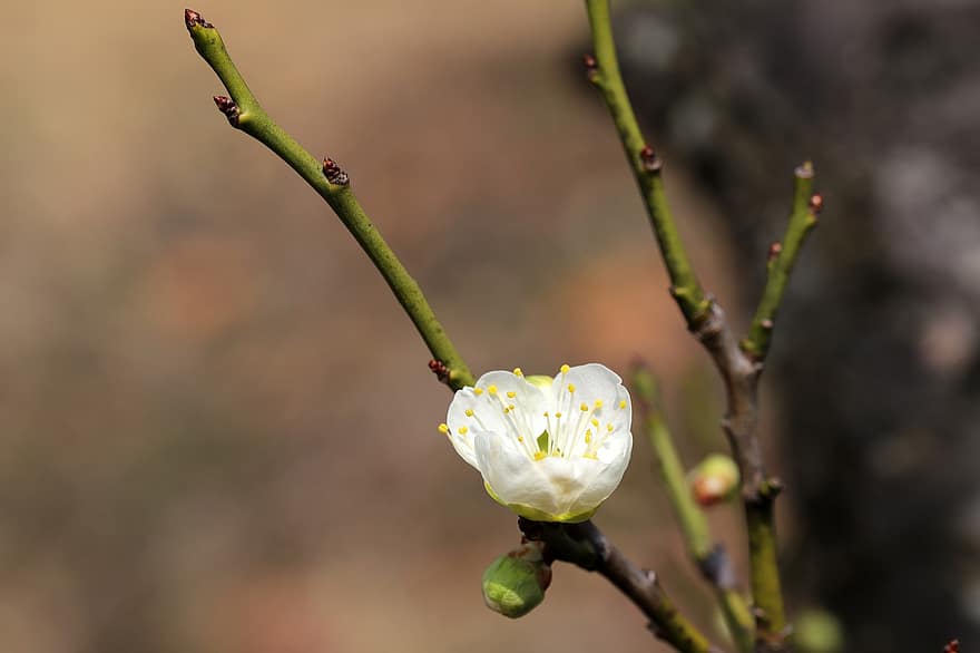 Plum Blossom, White Flower, Spring Flower, Spring, Plum Tree, Flower, close-up, plant, springtime, petal, flower head