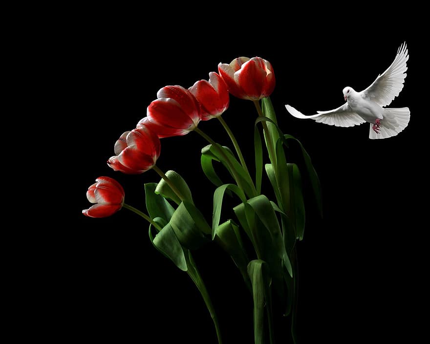 fiori, tulipani, colomba, Colomba bianca, piccione bianco, uccello, volo, volante, animale, pianta, pianta fiorita