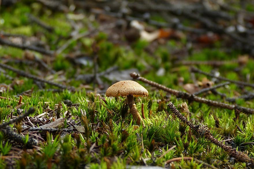 гриб, грибок, мох, веточки, деревянный пол, лес, природа, осень