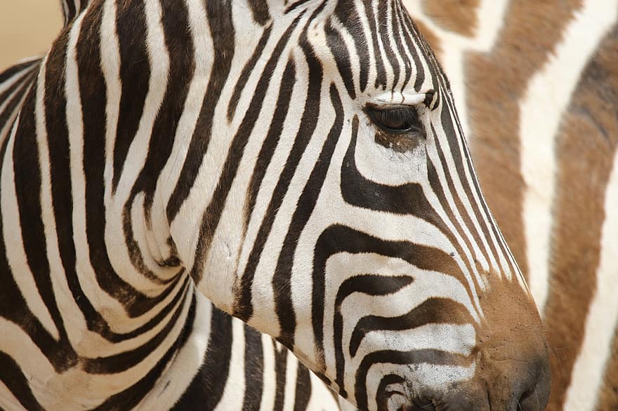 zebra, szafari, csíkok, vadvilág, csíkos, Afrika, vadon élő állatok, szafari állatok, minta, közelkép, fekete szín