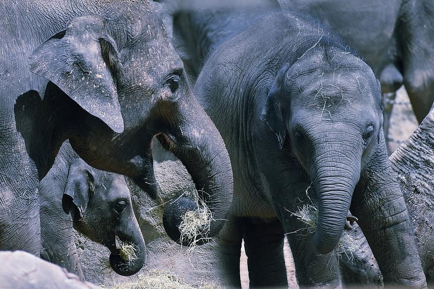 слони, сім'я, слоненя, азіатський слон, всеїдний, тварина, дикої природи, зоологія, зоопарк парку Герман, слон, тварини в дикій природі