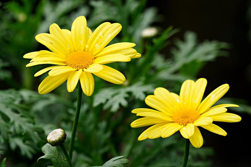 μαργαρίτες, λουλούδια, κίτρινα άνθη, κήπος, λιβάδι, χλωρίδα, καλοκαίρι, λουλούδι, φυτό, γκρο πλαν, κίτρινος