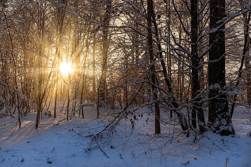 дървета, гора, слънце, сняг, залез, обратно осветление, слънчеви лъчи, заден план
