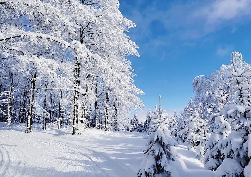 trær, vinter, snø, skog, snøfonn, frost, kald, ski spor, natur, rimfrost, landskap
