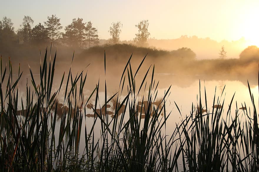 Восход, трава, озеро, резервуар, воды, силуэт, утро, рассвет, туман, природа