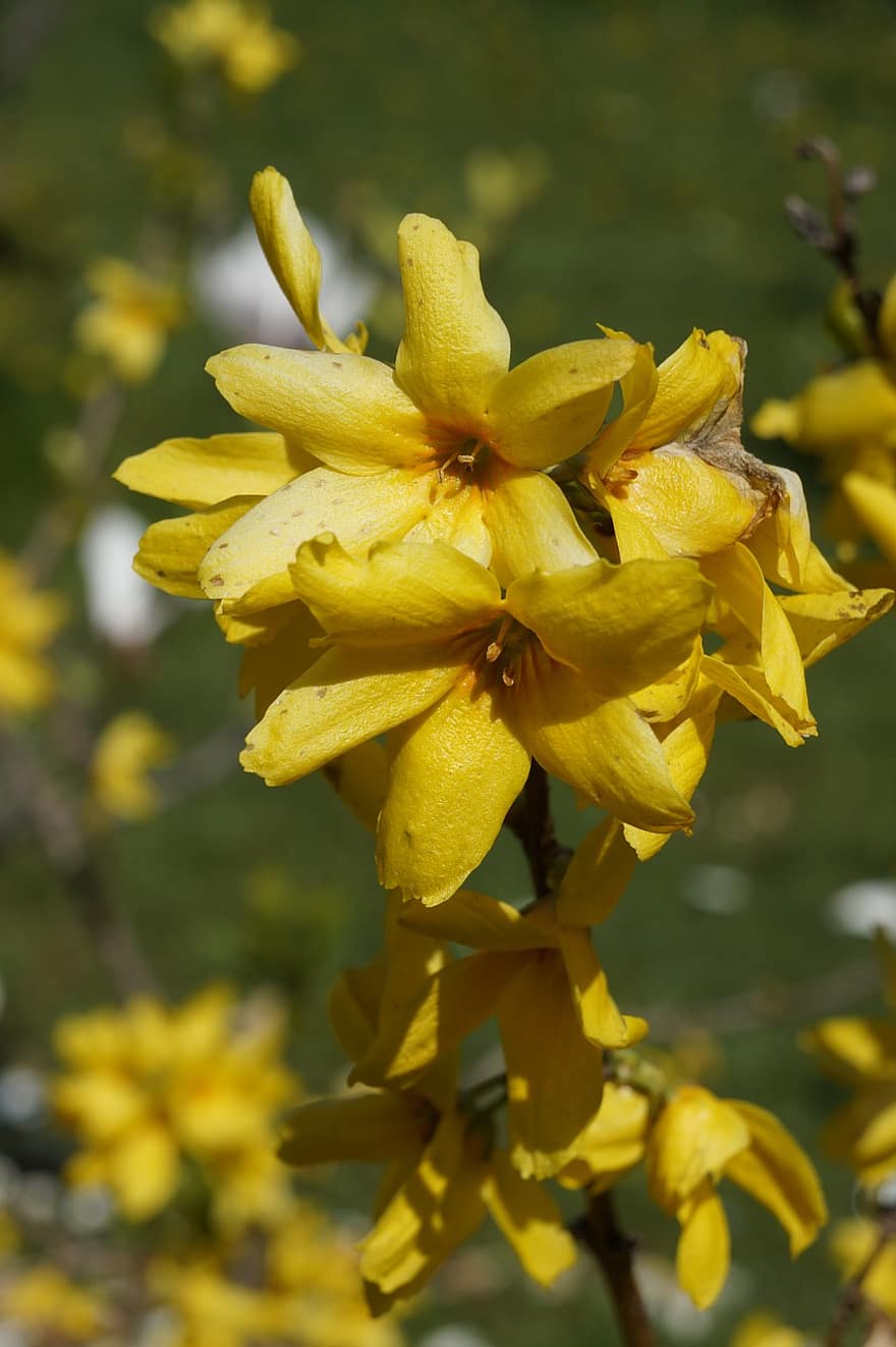 forsythia, las flores, Flores amarillas, pétalos, pétalos amarillos, flor, floración, flora, plantas