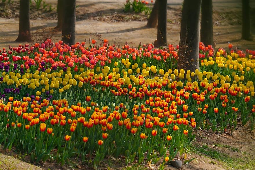 tulipes, fleurs, fleurs de printemps, printemps, jardin, parc, République de Corée, paysage de printemps, paysage, tulipe, fleur