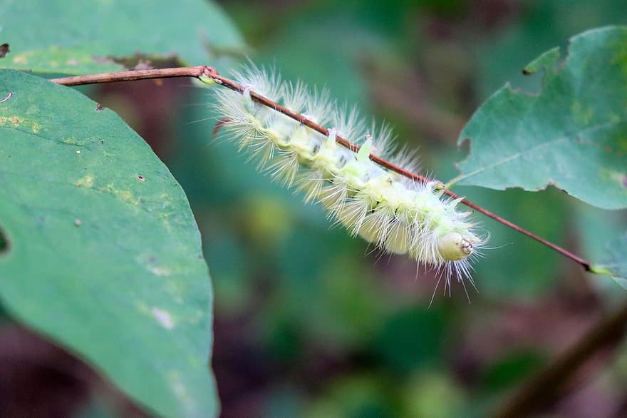 Caterpillar, Insect, Larva, Twig, Leaf, Beech, Plant, Nature