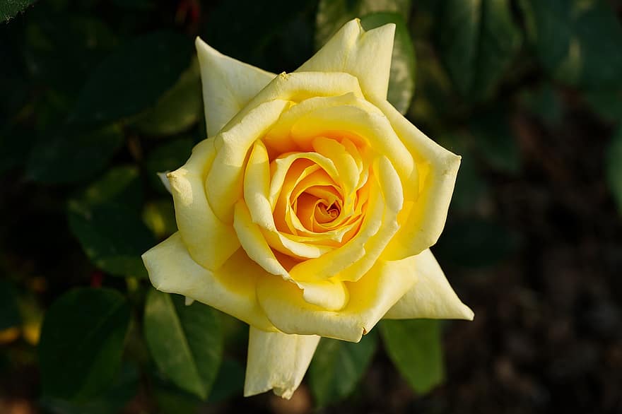 Роза, желтая роза, желтый цветок, цветок, весенний цветок, Республика Корея, завод, сад, крупный план, лист, лепесток