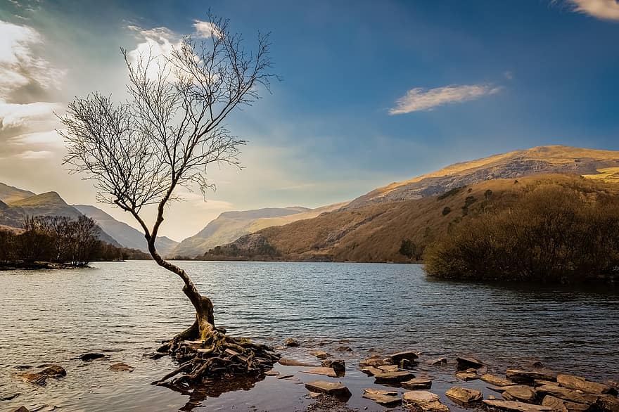 Țara Galilor, Llanberis, Snowdonia, peisaj, munţi, apă, lac, singur copac, Lllyn Padarn, perspectivă, natură