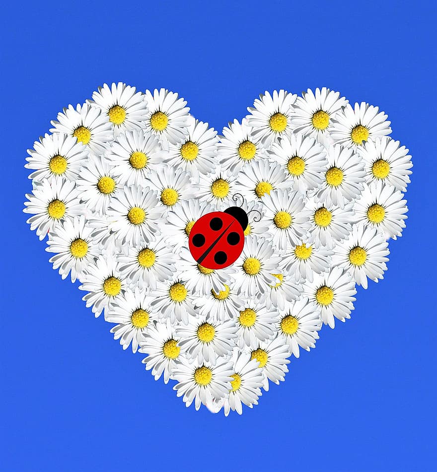 Gänseblümchen, Herz, Marienkäfer, Blumen, Blumenherz, Insekt, Symbol, Liebe, Frühling
