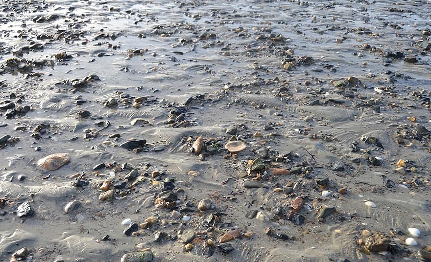 Sand, Beach, Shells, Texture, Low Tide