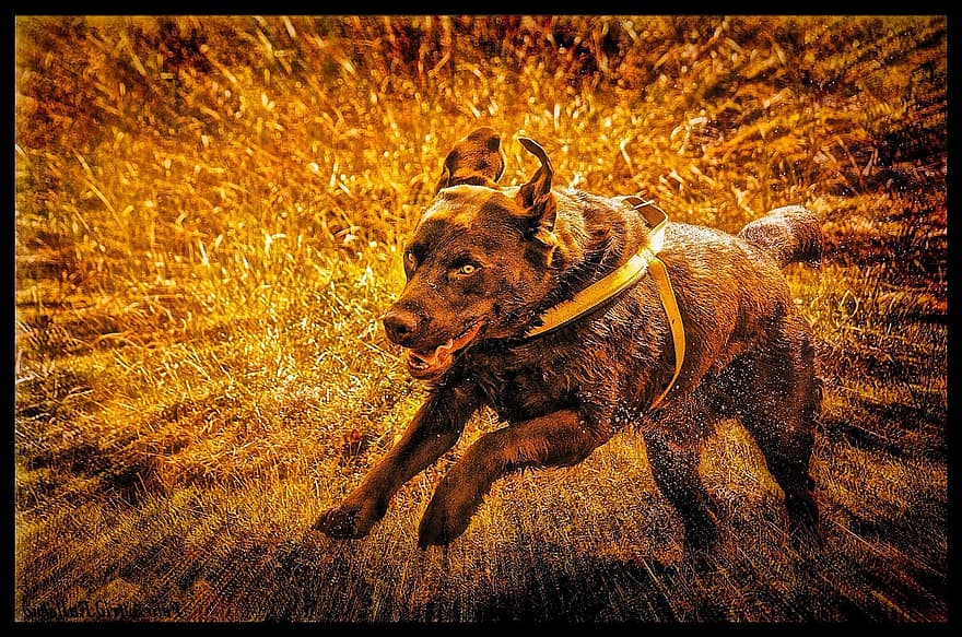 Лабрадор Ретривър, Лабрадор, порода ловджийско куче, хамут, изкуство, пламъци