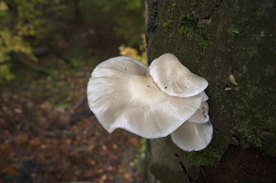 jamur, menanam, kulat, jamur putih, ilmu jamur, hutan, liar, alam