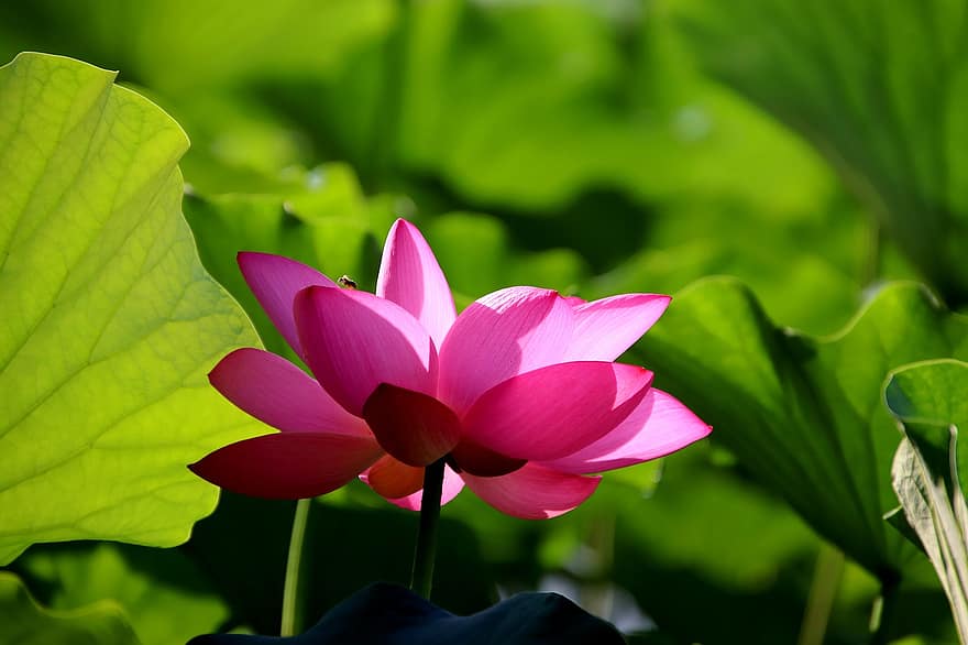 Lotus, Blume, Pflanze, pinke Blume, Blütenblätter, blühen, Wasserpflanze, Natur, Teich, Blatt, Nahansicht