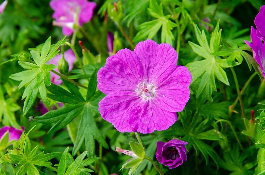 Wild Geranium, Purple Flowers, Garden, Nature, Blossom, Bloom