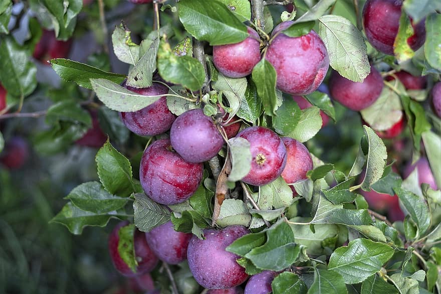 manzanas, Fruta, árbol, manzanas rojas, maduro, comida, vitaminas, sano, planta, rama, hojas