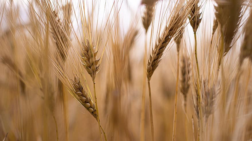 pole, pšenice, ječmen, ucho, oříznutí, zemědělství, sklizeň