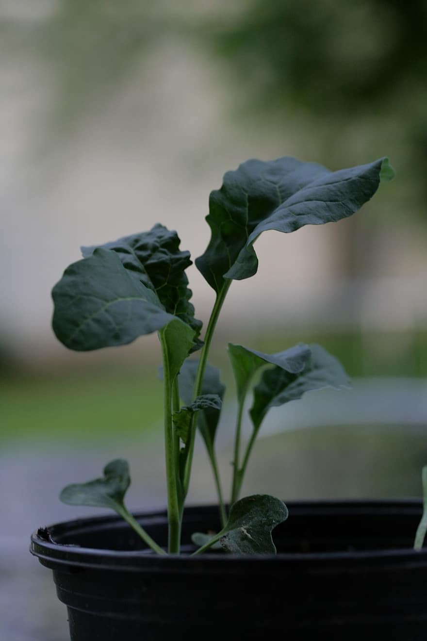Kale, Seedling, Plant Pot, Cabbage, Plant, Vegetable, Leaves, Spring, Garden, Nature