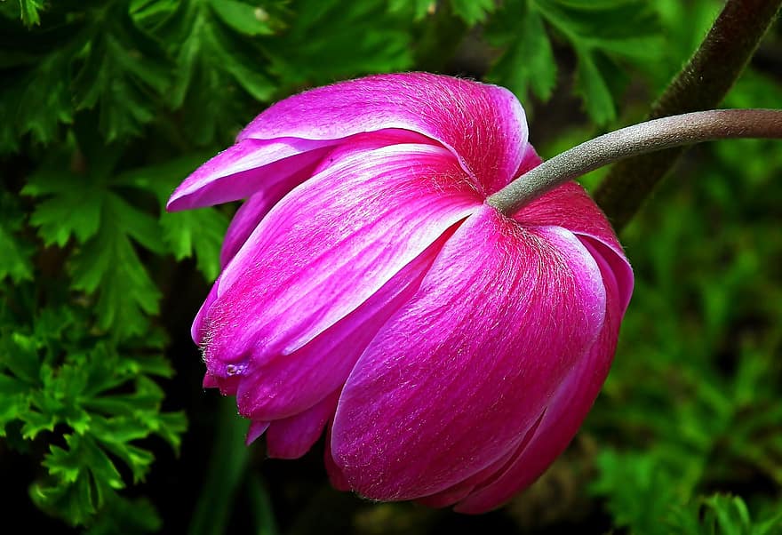 Flower, Pink Anemone, Pink Flower, Nature, Garden, Spring, Blooming, plant, close-up, leaf, petal