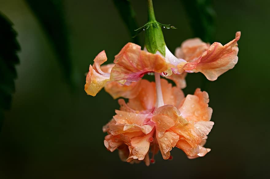 cattleya orchidėja, gėlė, flora, pobūdį, sodas, Iš arti, augalų, lapai, vasara, žiedlapis, šviežumas