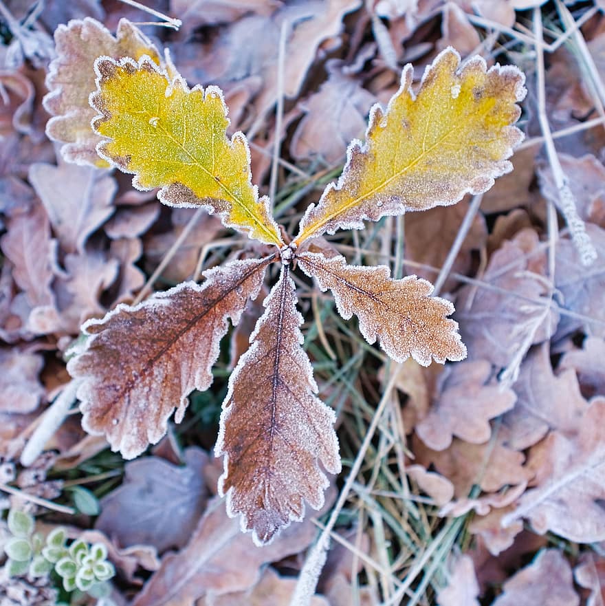 Leaves, Oak Leaves, Winter, Foliage, Frost, leaf, autumn, close-up, season, plant, backgrounds