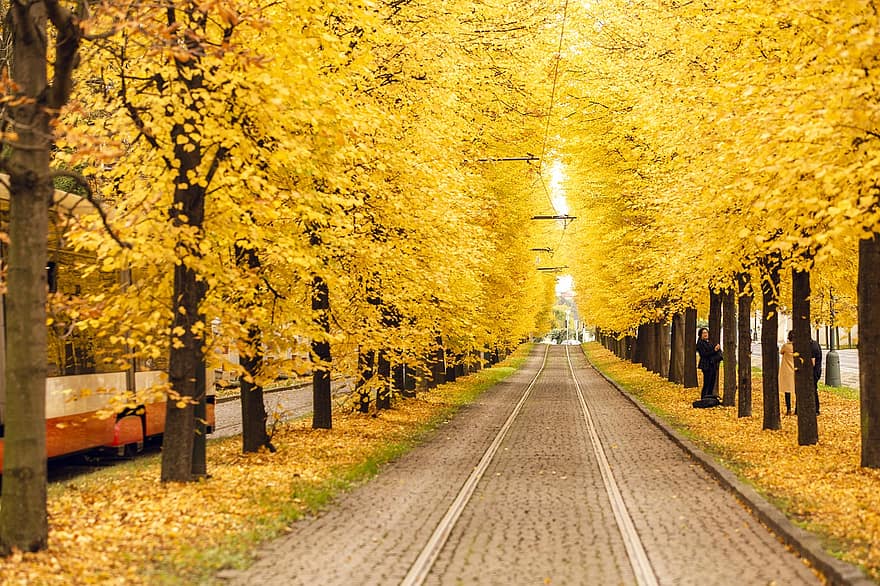 Трамвай, дерева, падіння, проспект, дорога, трамвайна лінія, листя, жовте листя, кленові дерева, осінь, міський