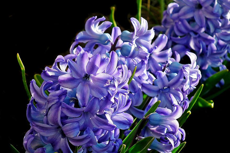 blomster, Hyacinth, hage, vår, nærbilde, anlegg, blomst, lilla, petal, blad, blomsterhodet