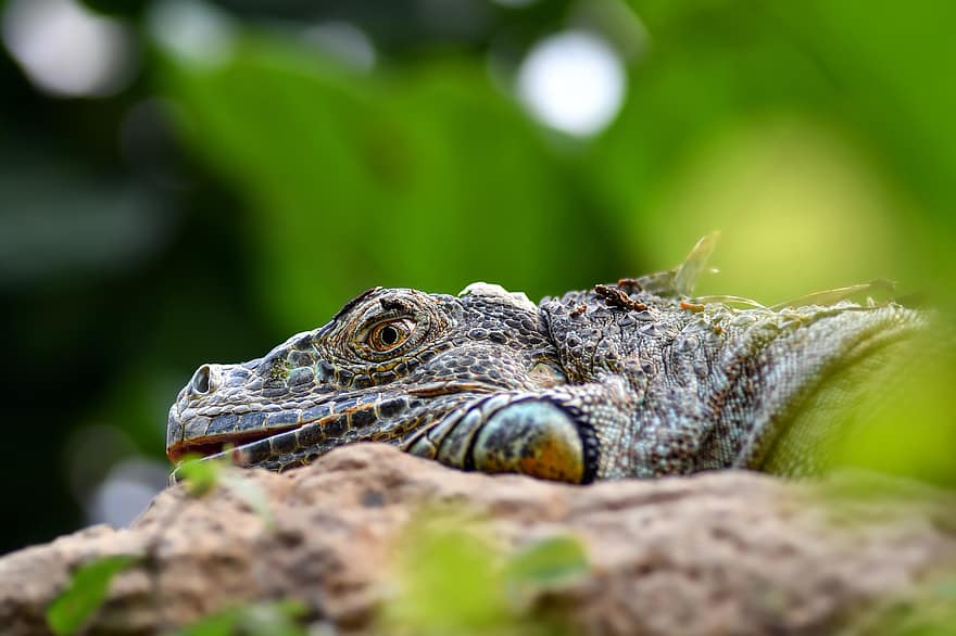 iguana, lagarto, sáurio, réptil, animal, exótico