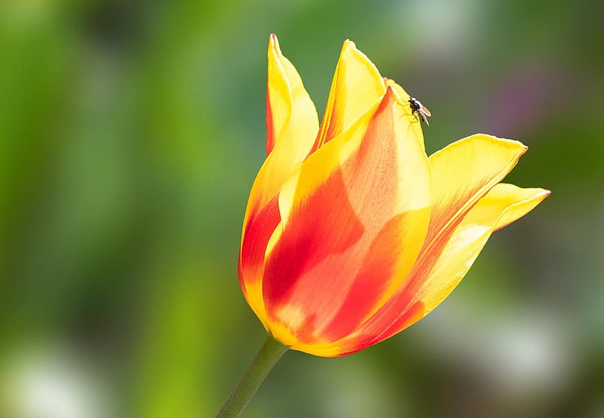 tulipa, flor, mosca, pétalas, Flor, flora, natureza, fechar-se, flor única, Tulipa Única